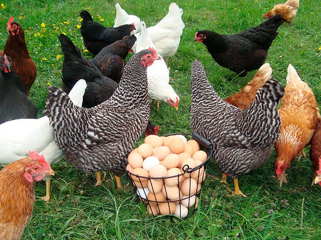 Содержание кур и уход за ними | ЗооТом - продажа, вязка и услуги для животных в Опочке