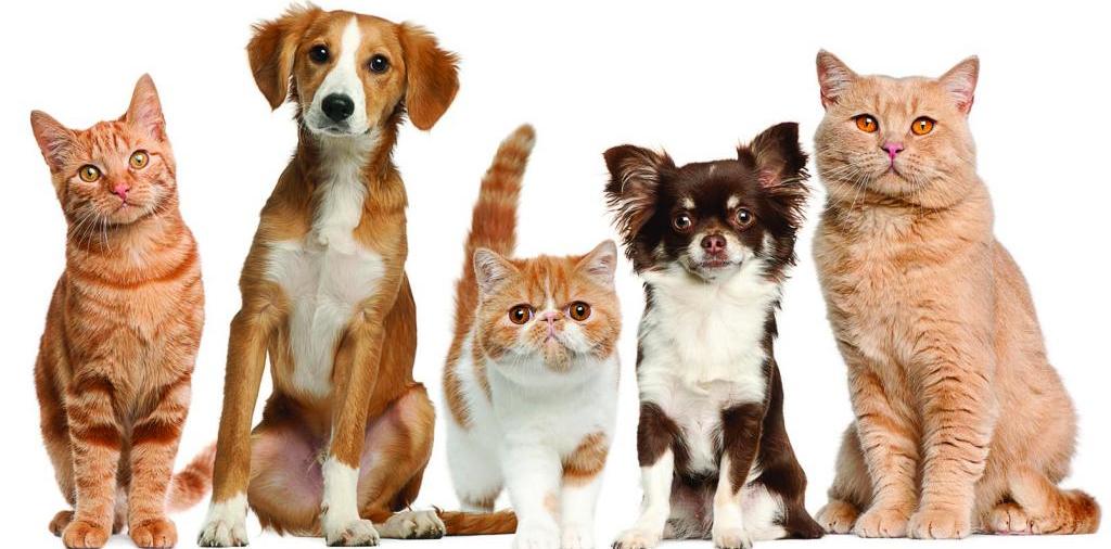 Доска объявлений о животных | ЗооТом - продажа, вязка и услуги для животных в Опочке
