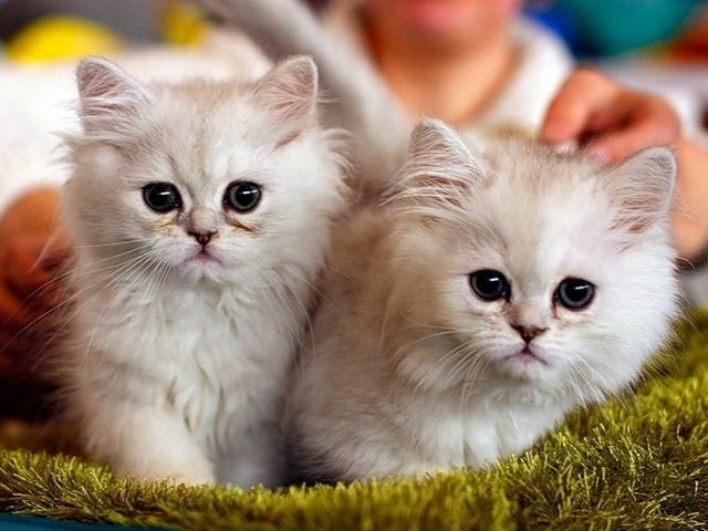 Породы кошек в Опочке | ЗооТом портал о животных