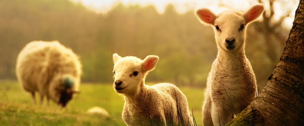 Объявления о сельскохозяйственных животных | ЗооТом - продажа, вязка и услуги для животных в Опочке
