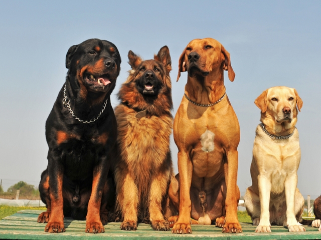 Крупные породы собак в Опочке | ЗооТом портал о животных